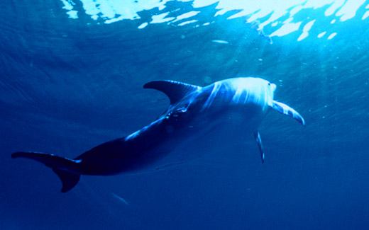 Harbour Island Diving includes shipwrecks, treasure hunting and wildlife