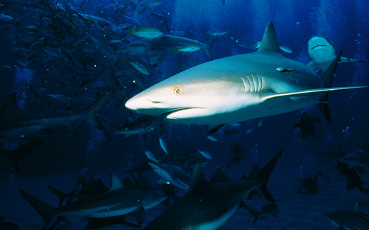 Shark Diving in Long Island and The Deepest Blue Hole in The Bahamas