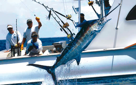 Sport Fishing for marlin and sailfish in Bimini, The Bahamas